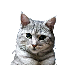 Detailed Close Up Of A Tabby Cat With Striking Eyes And Soft Fur. 19312 - Cat PNG image with transparent background